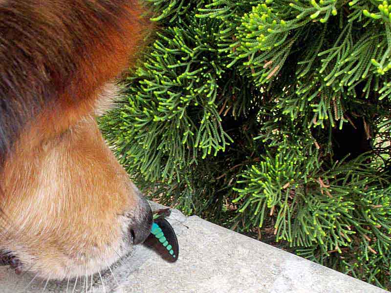 dog sniffs butterfly