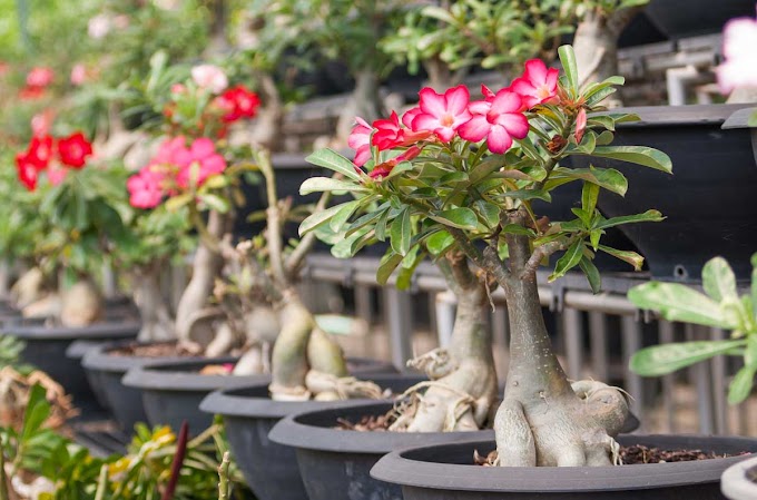 Tip Merawat Bonsai Adenium di Musim Hujan 