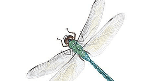 Angka Mimpi Capung Versi Erek Erek 2d 3d 4d Buku Mimpi