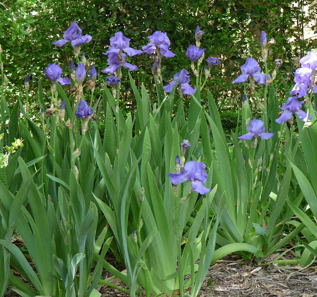 En el jardin: Iris o lirios, todos espectaculares.