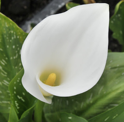 white zantedeschia calla lily