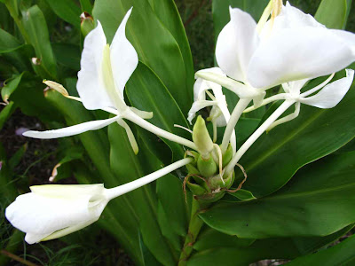 Hedychium coronarium