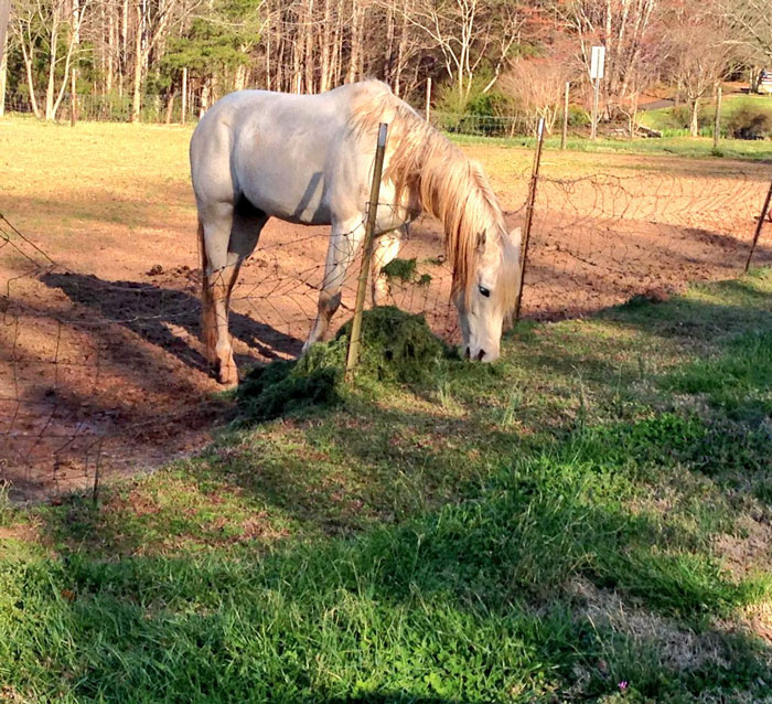 Meet Tango, The Hilariously Stupid Horse That Has Gone Viral Meet Tango, The Hilariously Stupid Horse That Has Gone Viral