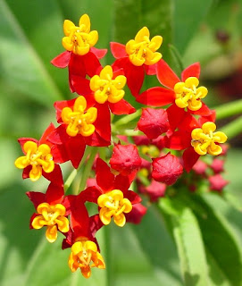 Jardineria, Catalogo de Plantas: Asclepias curassavica