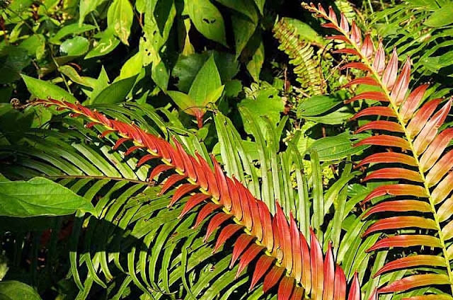 red and green ferns
