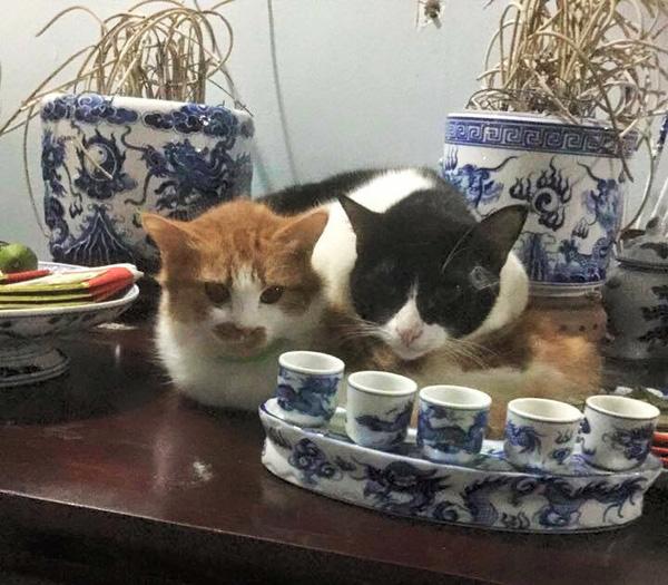 Tóm gọn 13 con mèo đang ngồi trên bàn thờ buôn hoa quả