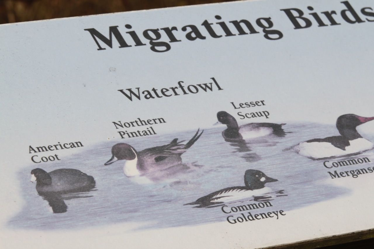 Kalamazoo Seasons Fall migration at the fish hatchery