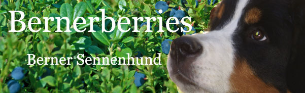 Bernerberries