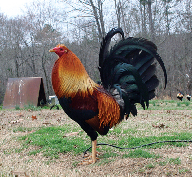 Gallos Y Galleros (NUEVO) Entrevista Gary Richardson y Kerry Robertson