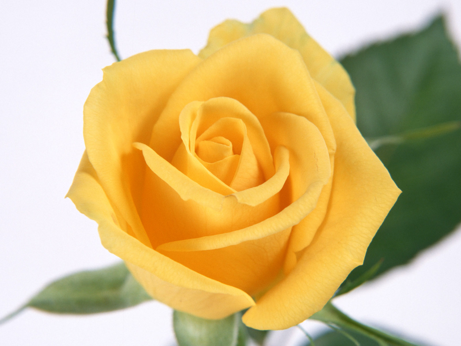 http://2.bp.blogspot.com/-jehr7DpKGUY/TV31waFQNMI/AAAAAAAAJAk/lzC-AYUh85g/s1600/yellow+rose+flowers+wallpapers+%25282%2529.jpg