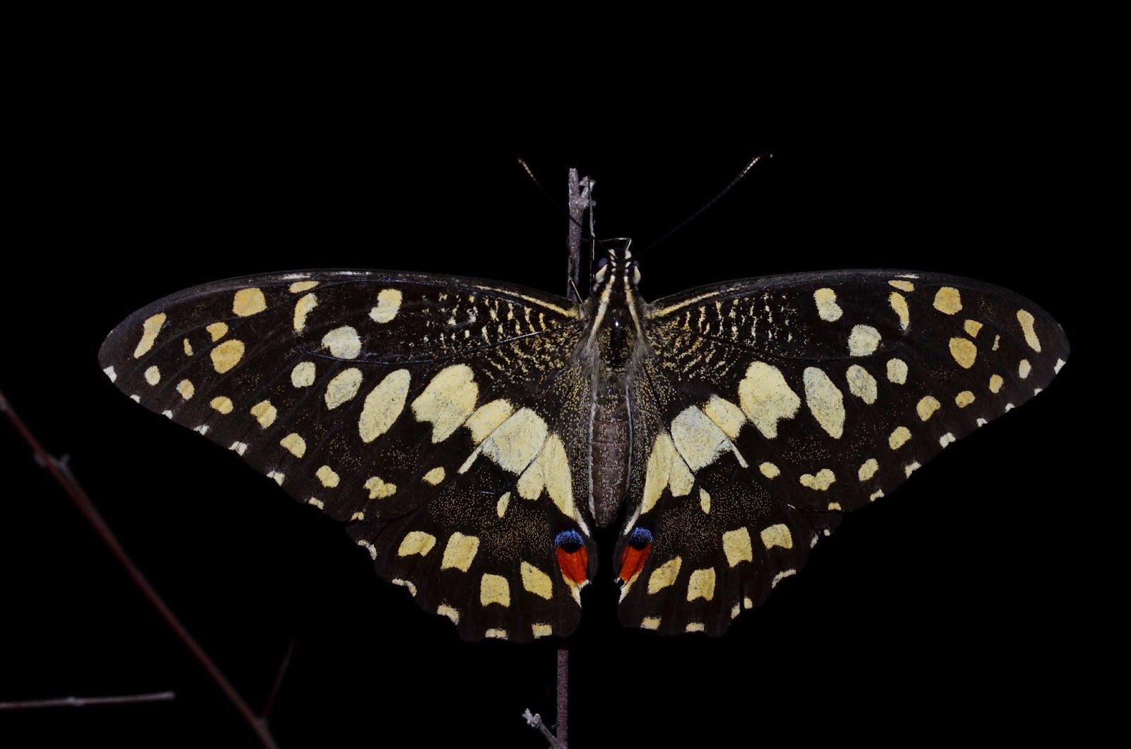 Biodiversity of Bharathidasan University Lime Butterfly