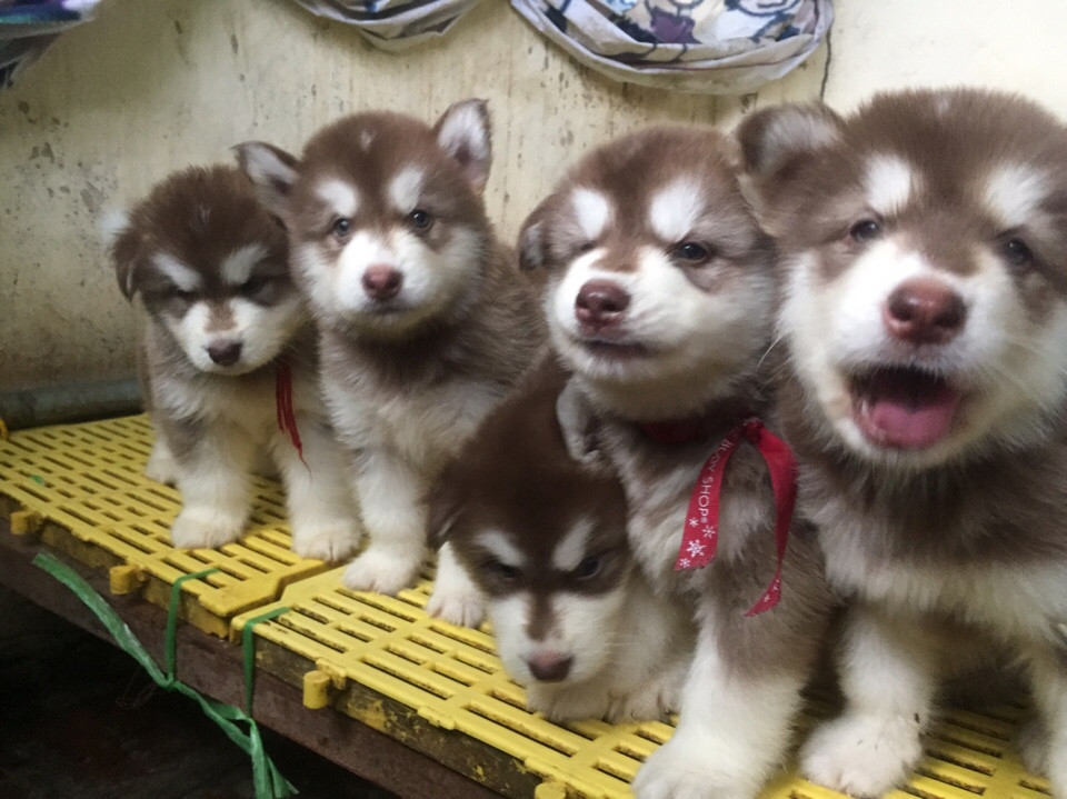 bang-gia-cho-alaska-con.jpg