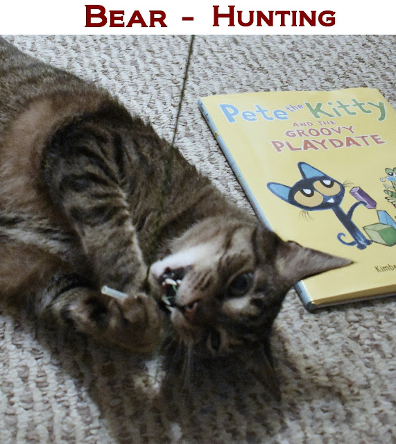 Do cats need human interaction or are they completely fine on their own