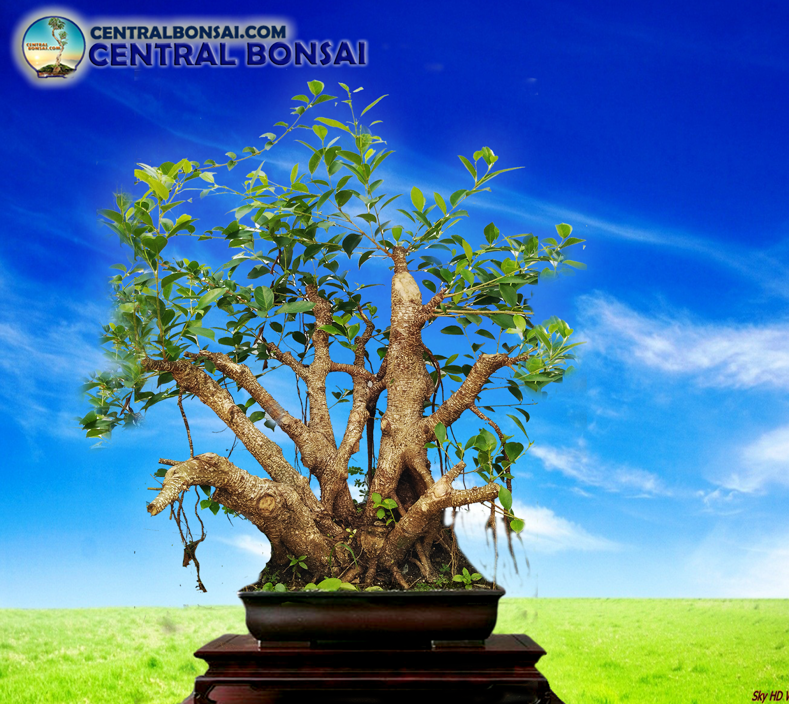 Cara Tips Mempercepat Pertumbuhan Pohon Bonsai Kita bisa mengolesi akar dengan perangsang akar, agar tumbuhnya. tips mempercepat pertumbuhan pohon bonsai