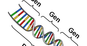 Kunci Jawaban Cara Berikut Yang Paling Baik Untuk Menentukan Apakah Dua Orang Bersaudara Adalah Rofa Education Centre