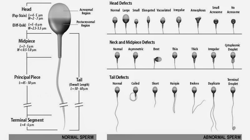 Ubat Subur Untuk Lelaki NN Rumah