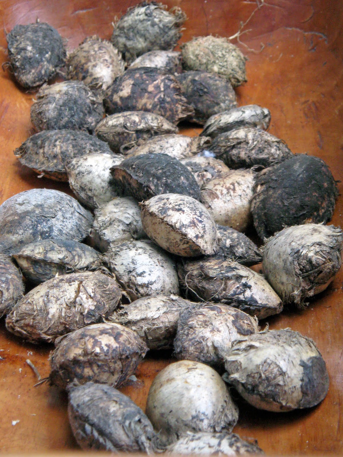 bucaio Umbrella Tree Seeds