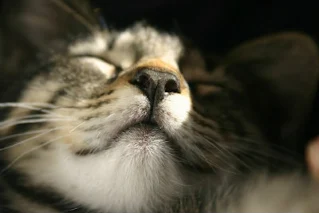 capul unei pisici care doarme