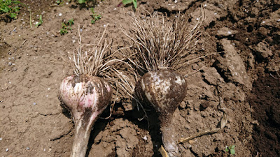 黒ボク土は良い乾燥具合でニンニクの収穫にちょうど良い