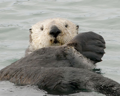 Ecobirder: Sea Otter