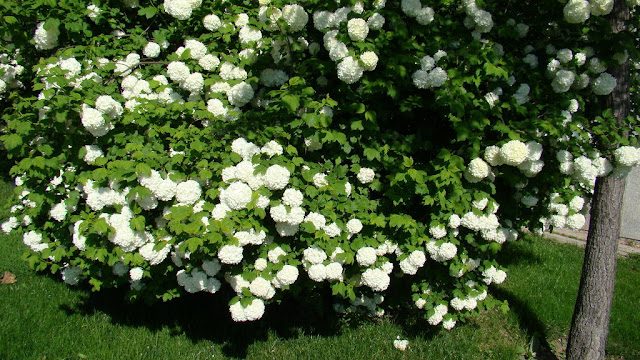 Bola de nieve, sauquillo (Viburnum opulus L.).