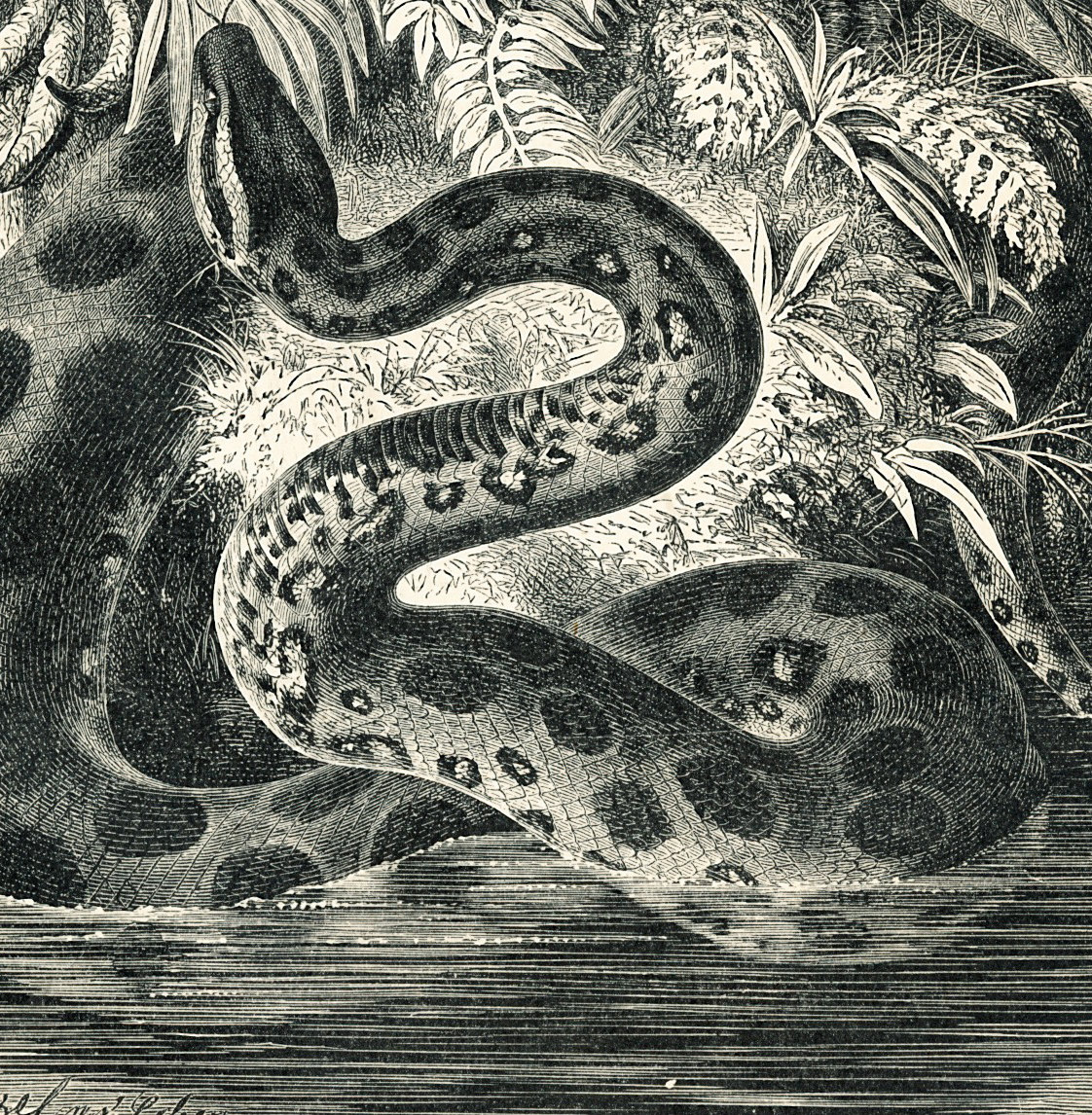 serpent anaconda geant