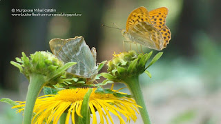 Argynnis (Argynnis) paphia couple DSC90754