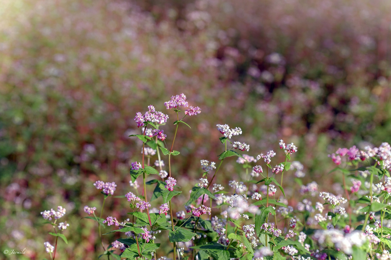 The History of Buckwheat Flower Season Vietnam Travel Blog