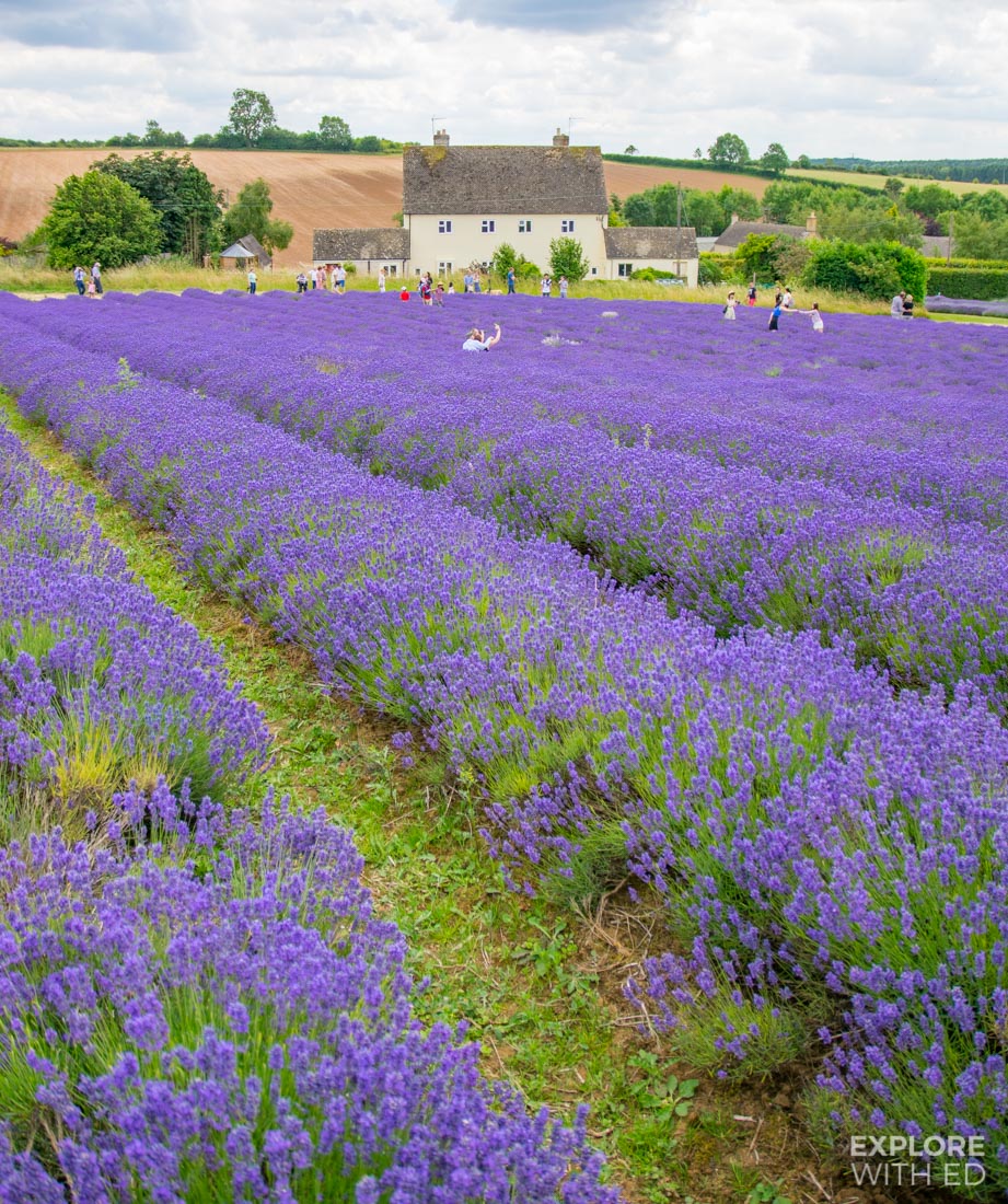 Cotswold Lavender Farm