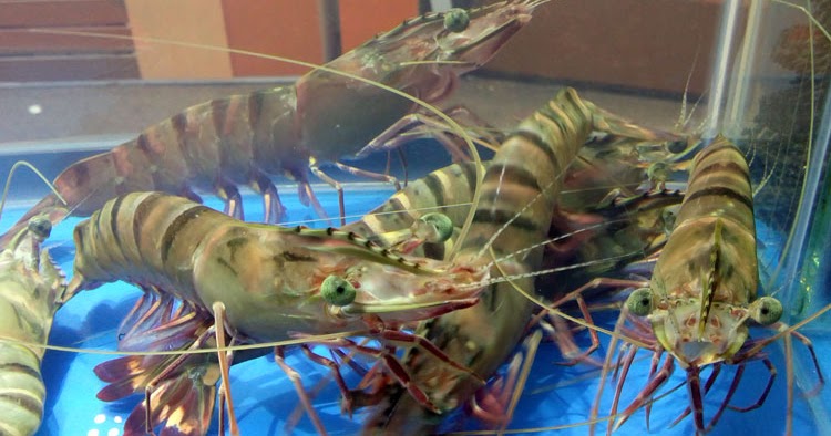 Udang Windu Penaeus Monodon Biota Dunia Perairan