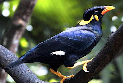 Mengenal Lebih Dekat Burung Beo Yang Pandai Berbicara Burung Babe