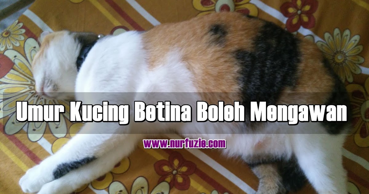 Umur Kucing Betina Boleh Mengawan | Eintan Nurfuzie | Lifestyle, Beauty