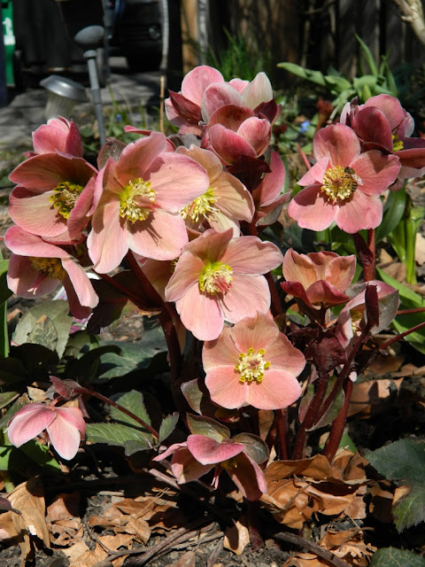 "Pink Frost" Hellebore spring blooms by garden muses: a Toronto gardening blog