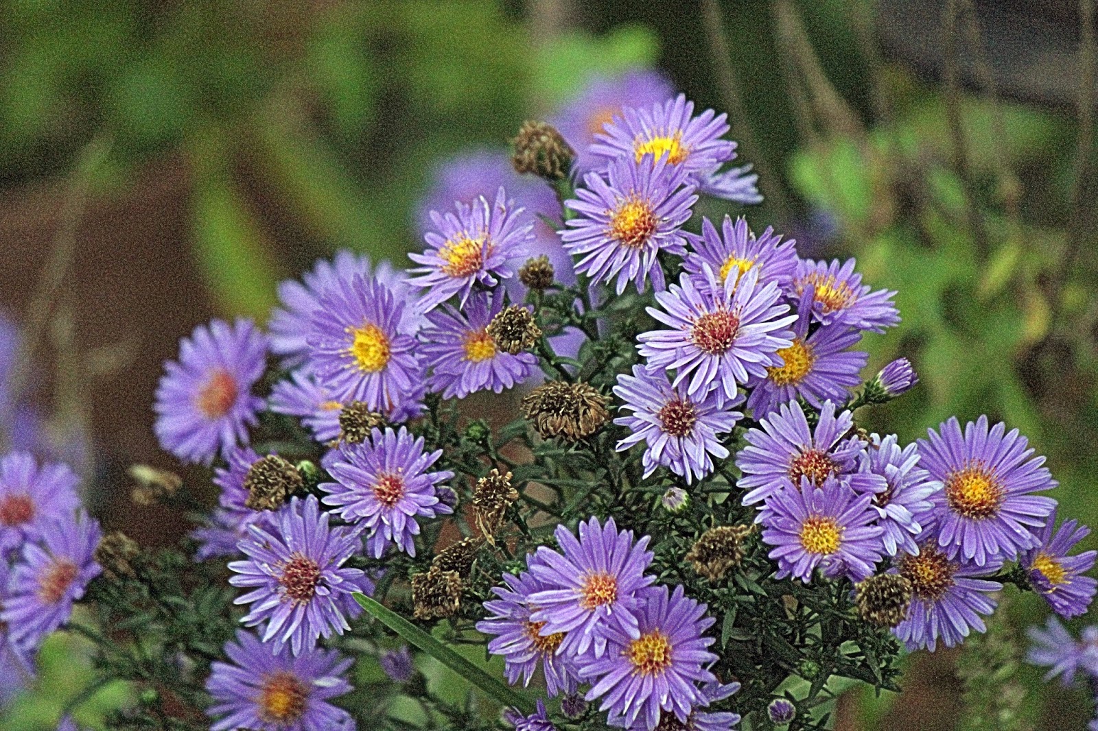 12 Photos Of Asters In My Garden