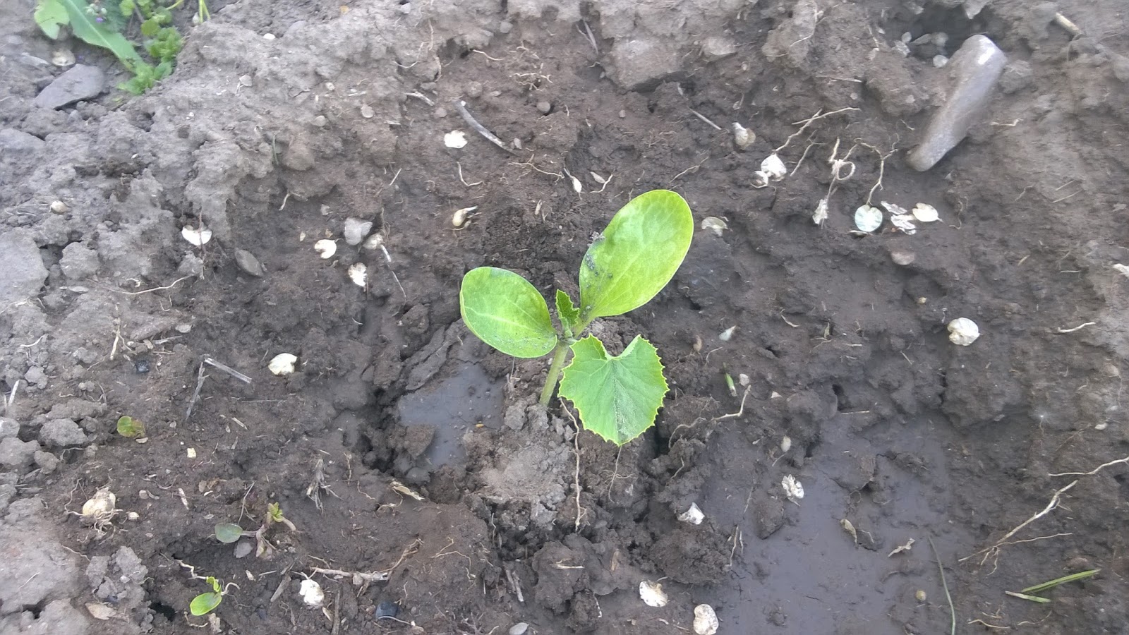 Our Bit of Dirt Planting Pumpkins and Squash