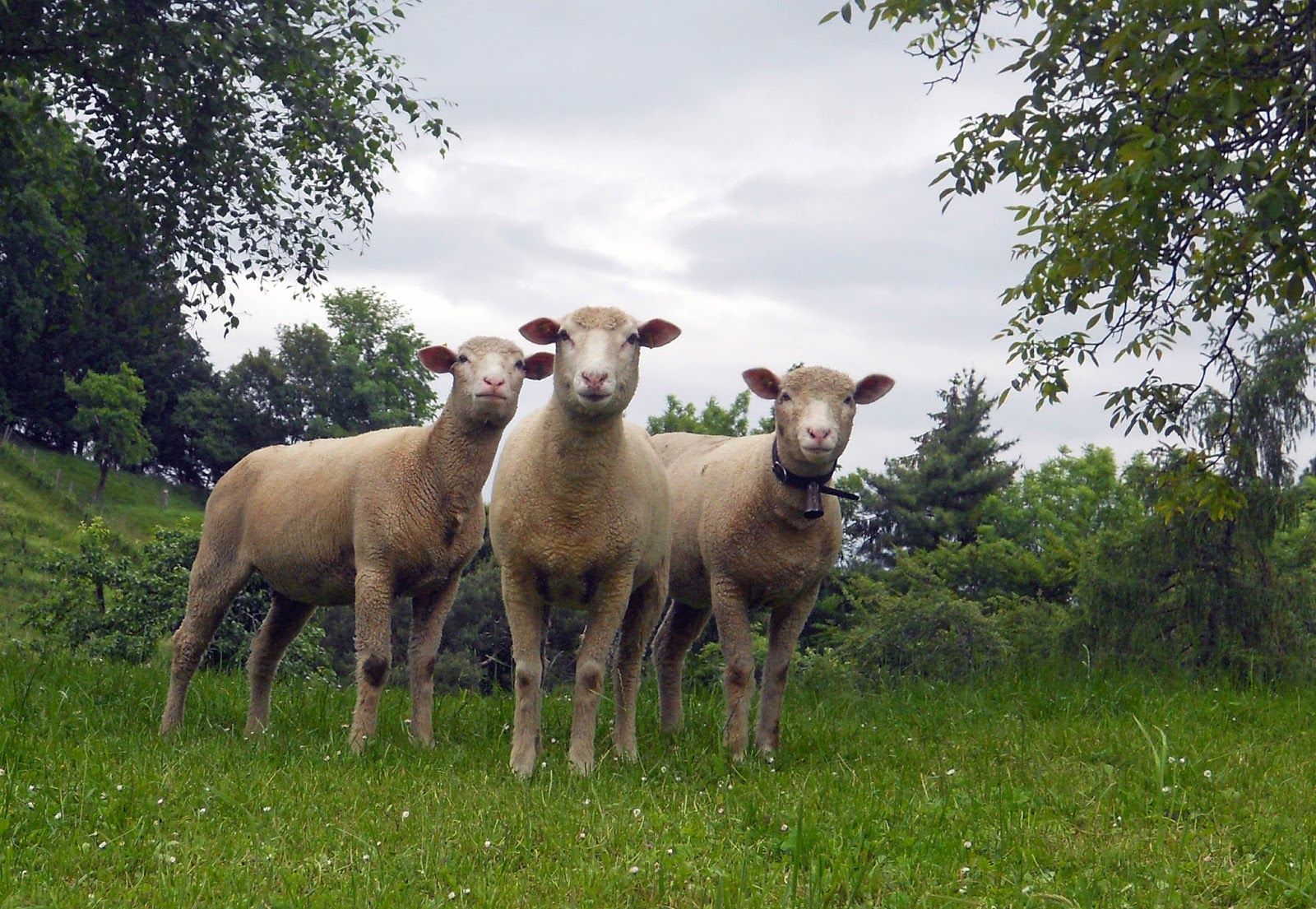 2R Schafe Natürliche Rasenmäher