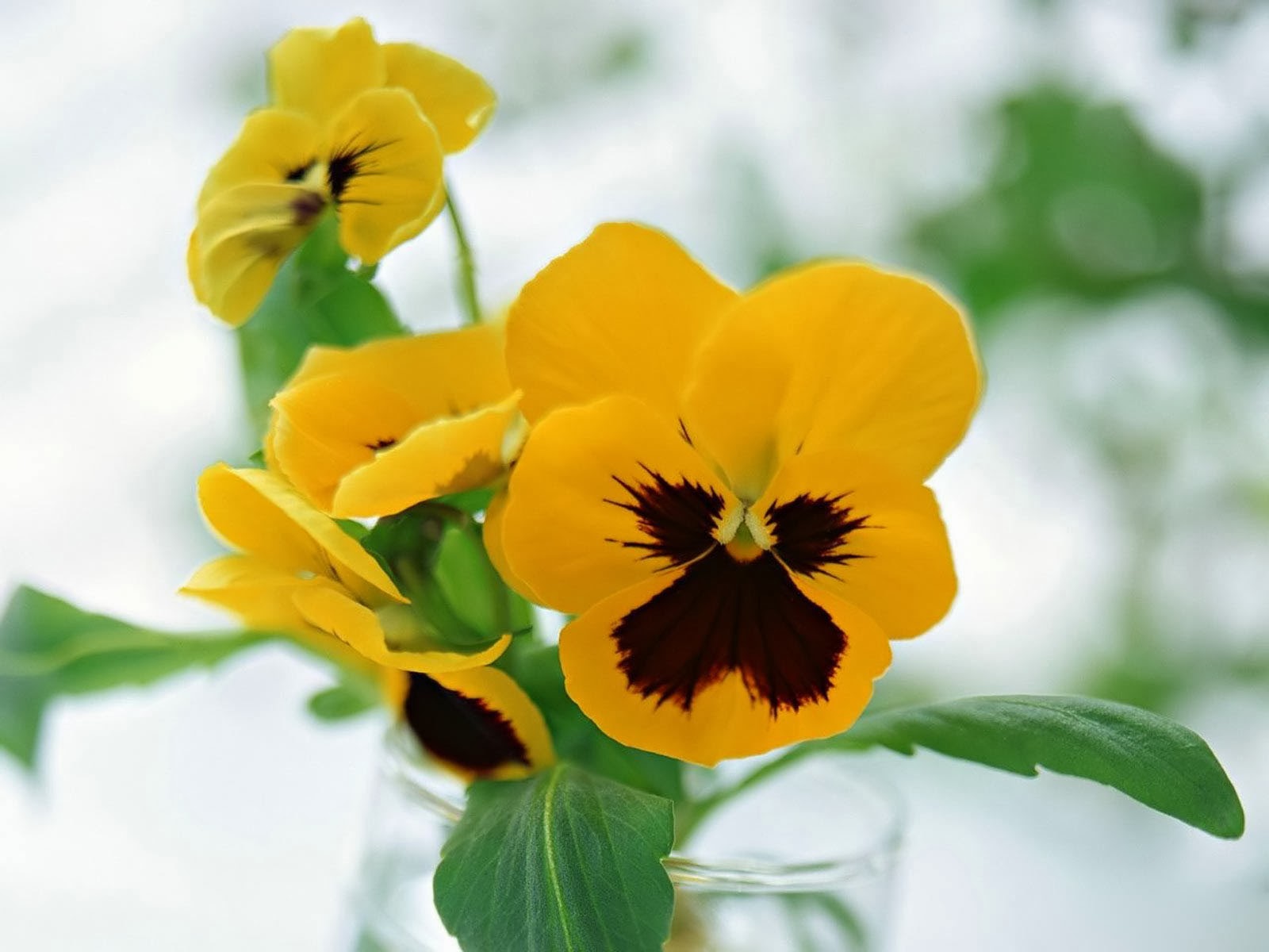 flower wallpaper for desktop free wallpapers pansy flowers wallpapers flower wallpaper for desktop free wallpapers pansy flowers wallpapers