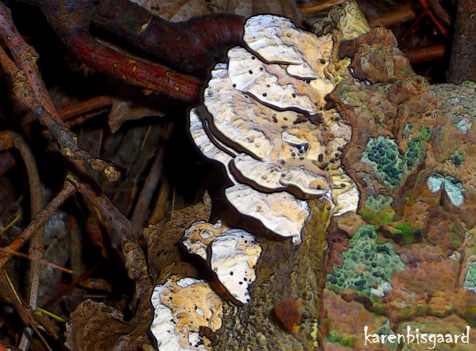 Karen`s Nature Photography Shelf Mushrooms Growing on Decaying Tree Stump.