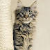 Everything about your Maine Coon Cat