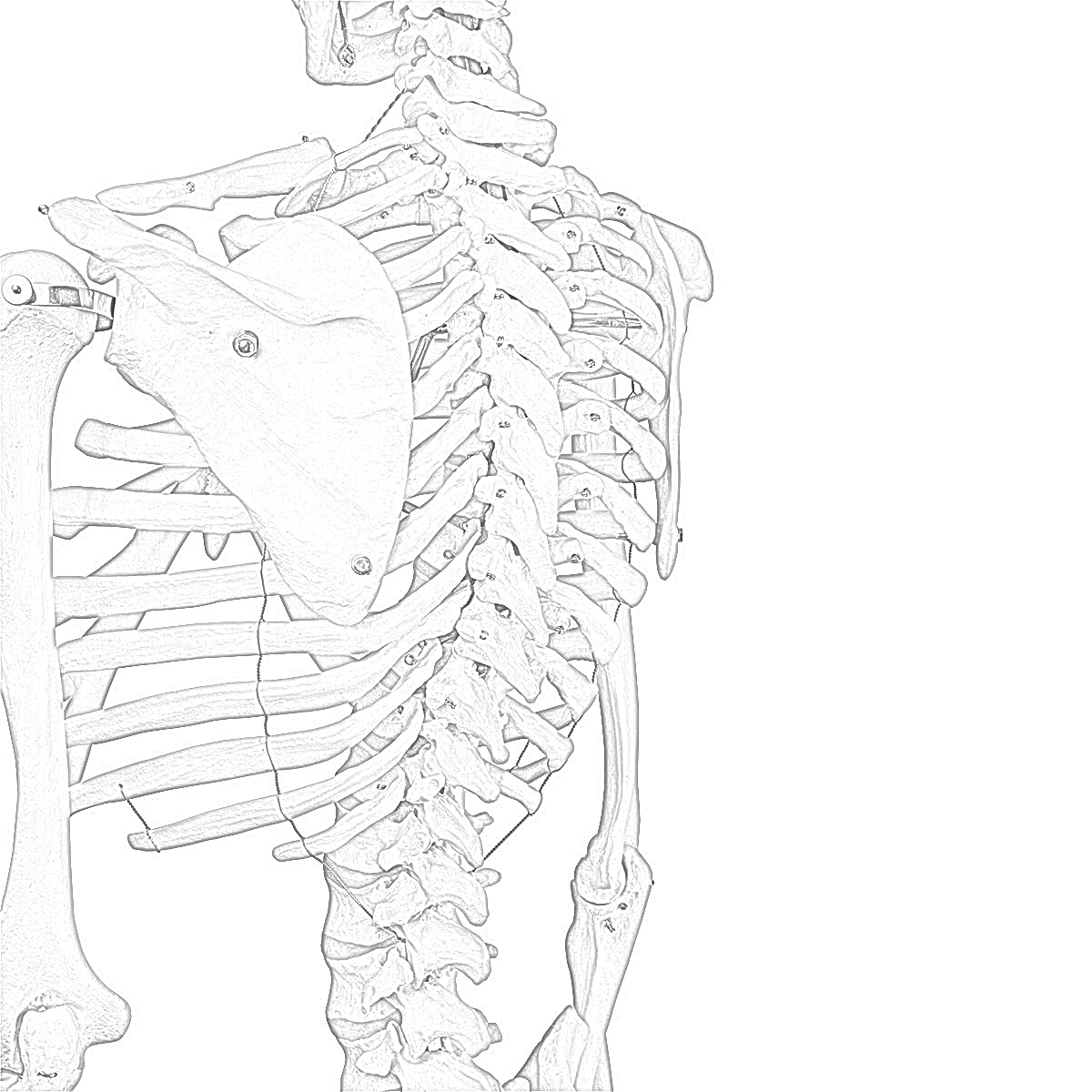 Coloring Pages Skeleton Free Printable Coloring Pages Coloring Pages Skeleton Free Printable Coloring Pages