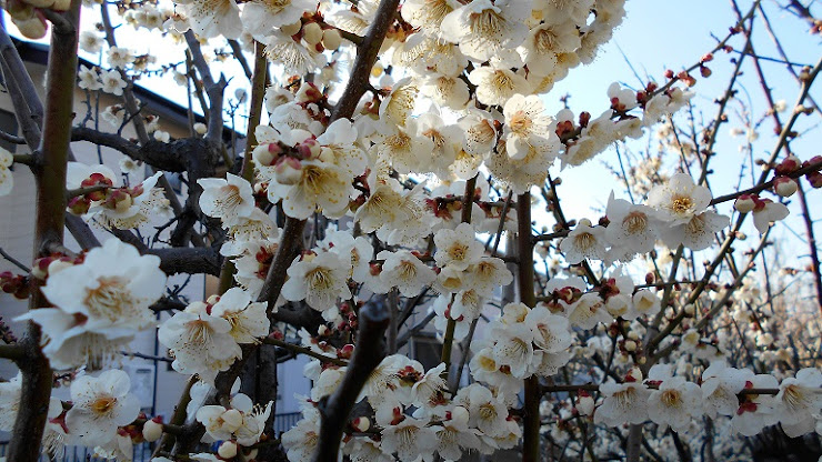 咲き誇った白い梅の花