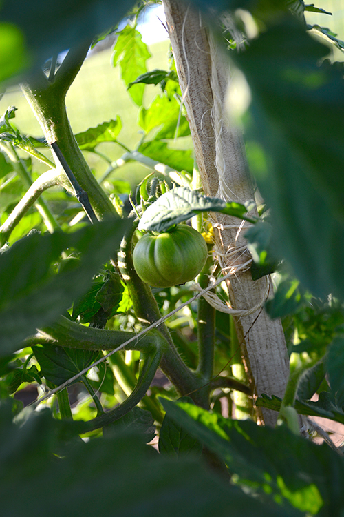 Gardening; tomtaotes | My Darling Days Gardening; tomtaotes | My Darling Days