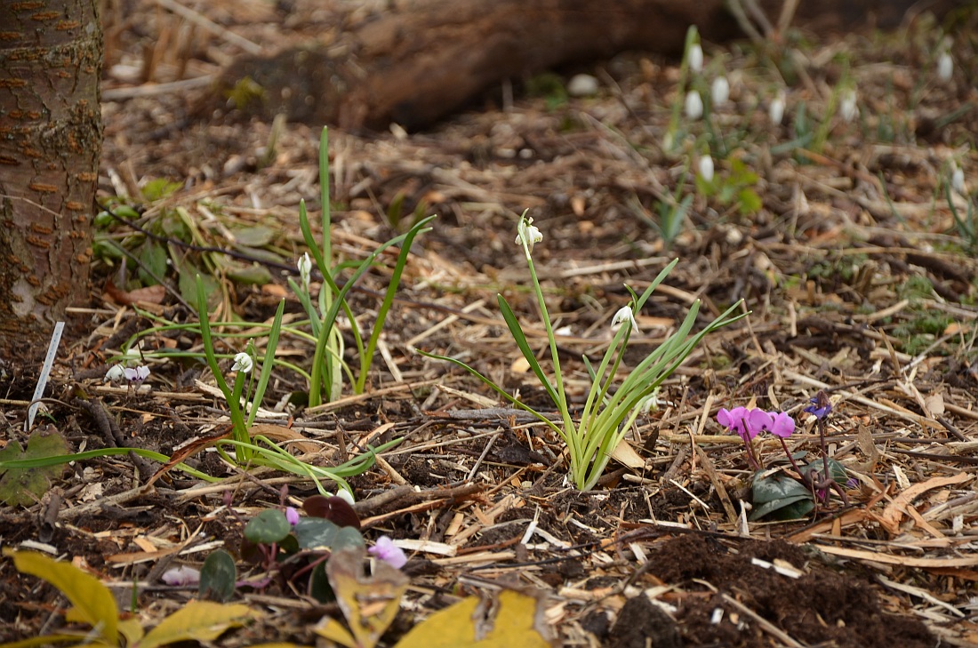 Brutende Vogel Bei Euch Im Garten Saison 2009
