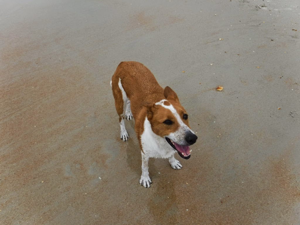 This Rat Sailed For Dogs That Don't Like Water...