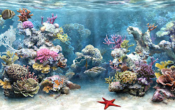 coral wallpapers reefs background aquarium 3d reef desktop backgrounds amazing screensavers sea fish colorful screensaver tropical pc printable moving tanks