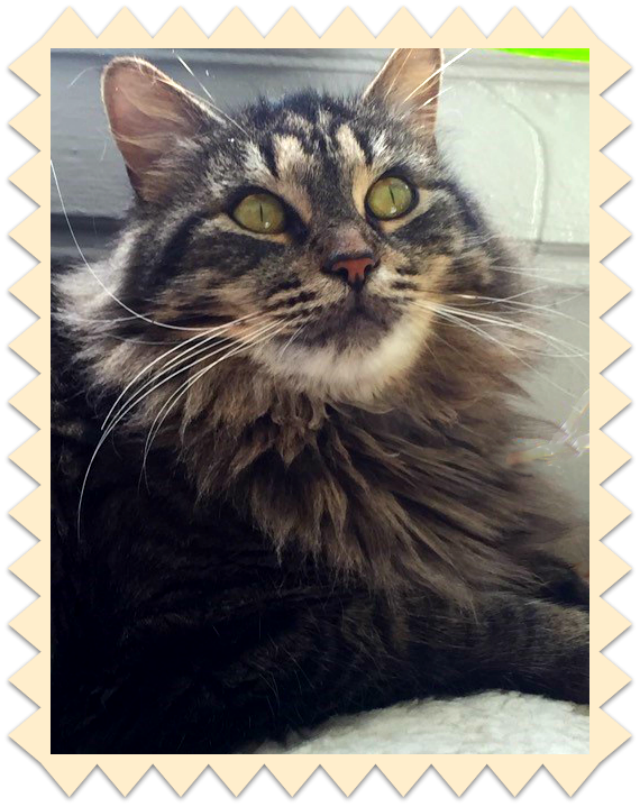 Maine Coon Cat Rescue Georgia Maine Coon Cat Rescue Georgia