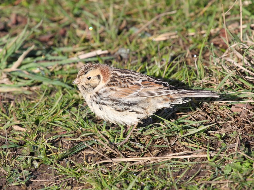 Lapland Bunting