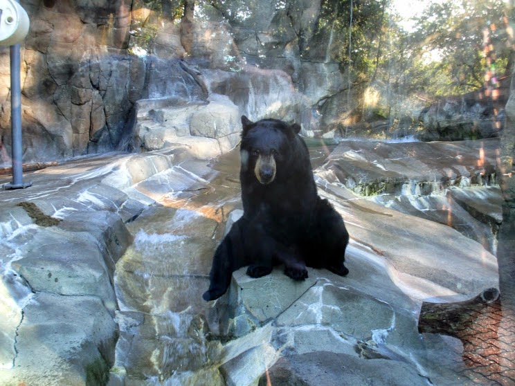 Lions, Tigers & Bears Round 2 Summer Internship at Omaha Henry Doorly