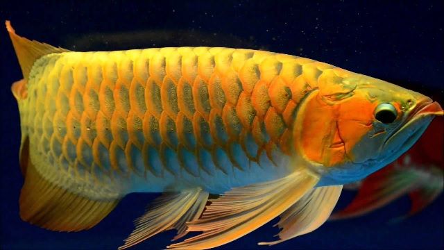 Gambar dan Poto Ikan Arwana Tercantik dan Termahal di Dunia