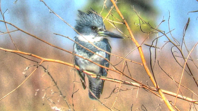 Male Belted Kingfisher